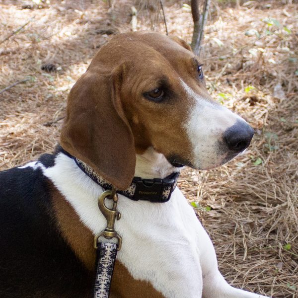 Pendleton Dog Collar