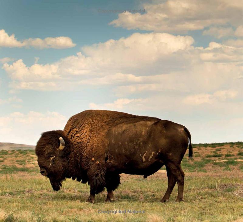 Refuge: America's Wildest Places (Explore the National Wildlife Refuge System)