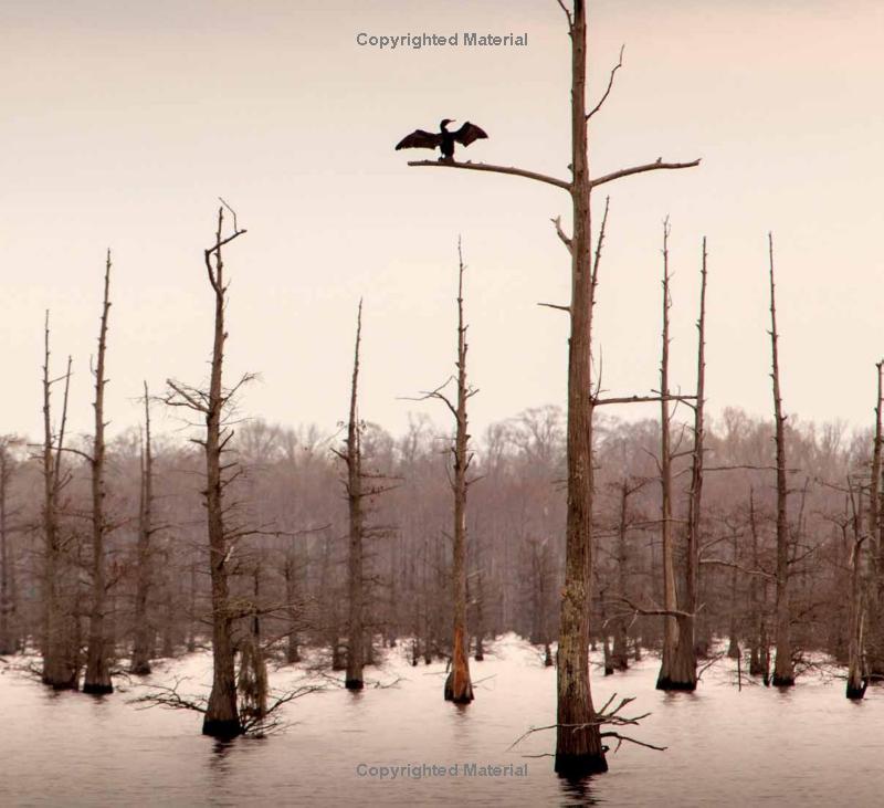 Refuge: America's Wildest Places (Explore the National Wildlife Refuge System)