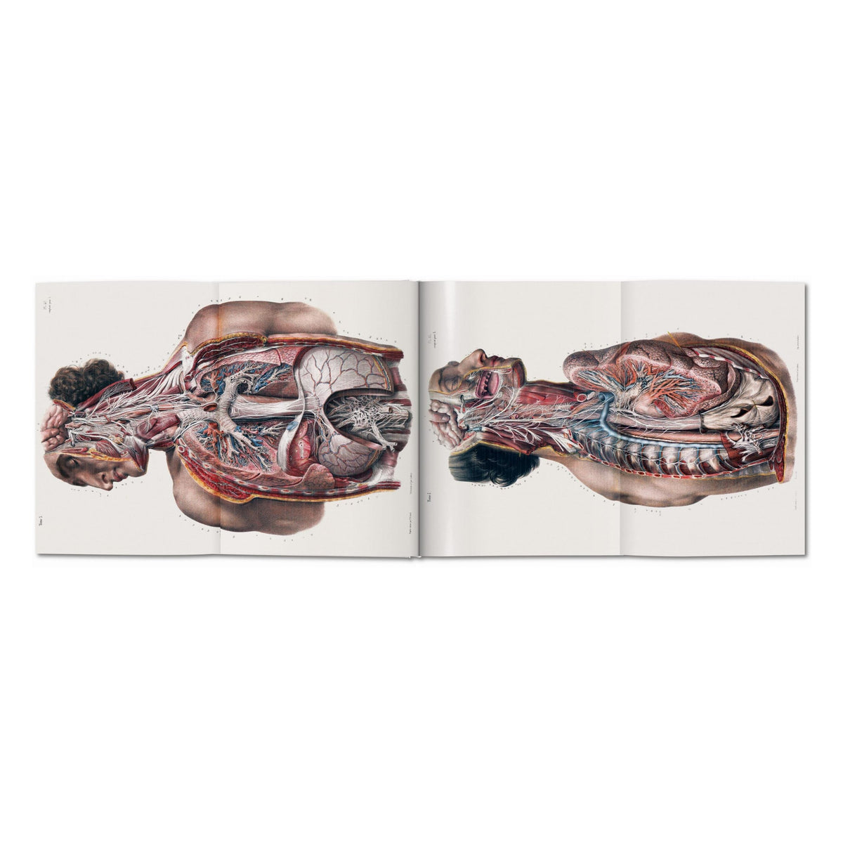 Bourgery. Atlas of Human Anatomy and Surgery (German, French, English)