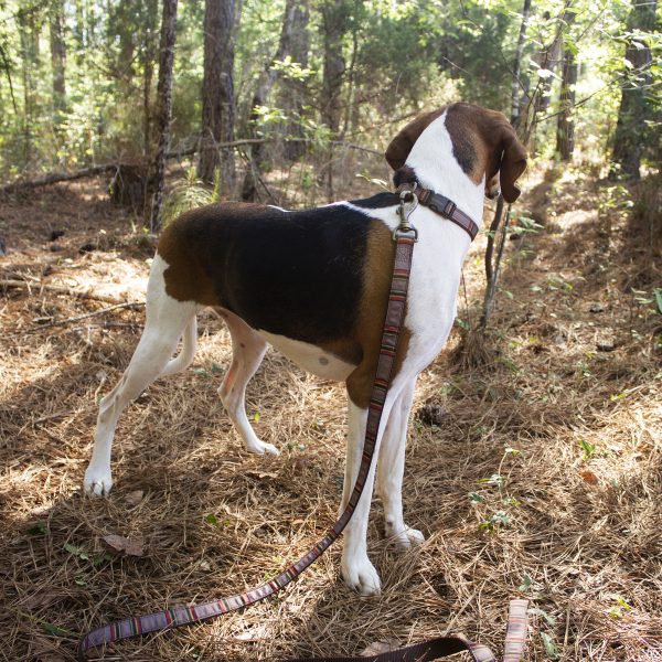 Pendleton Dog Collar