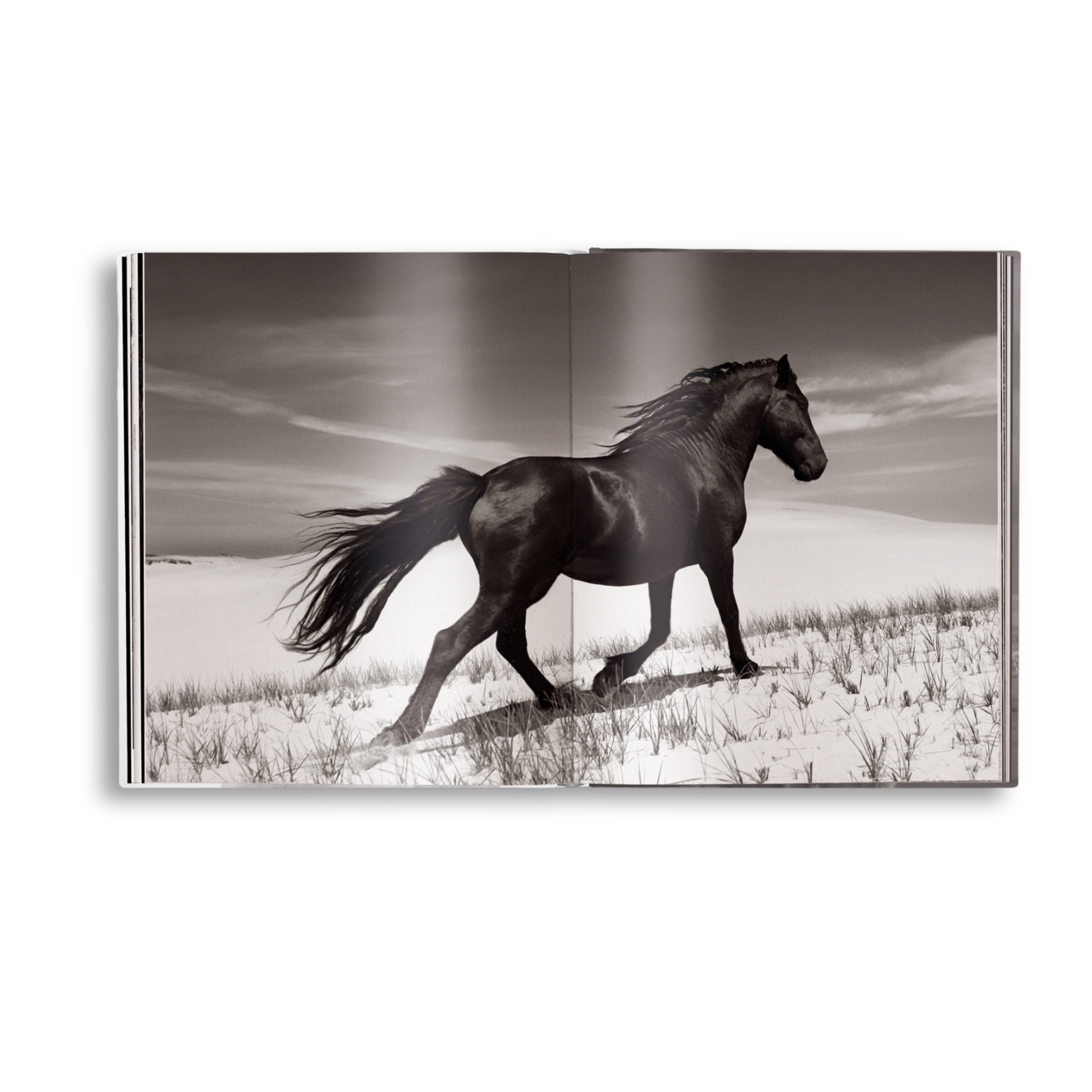 Untamed Spirits: Horses From Around the World