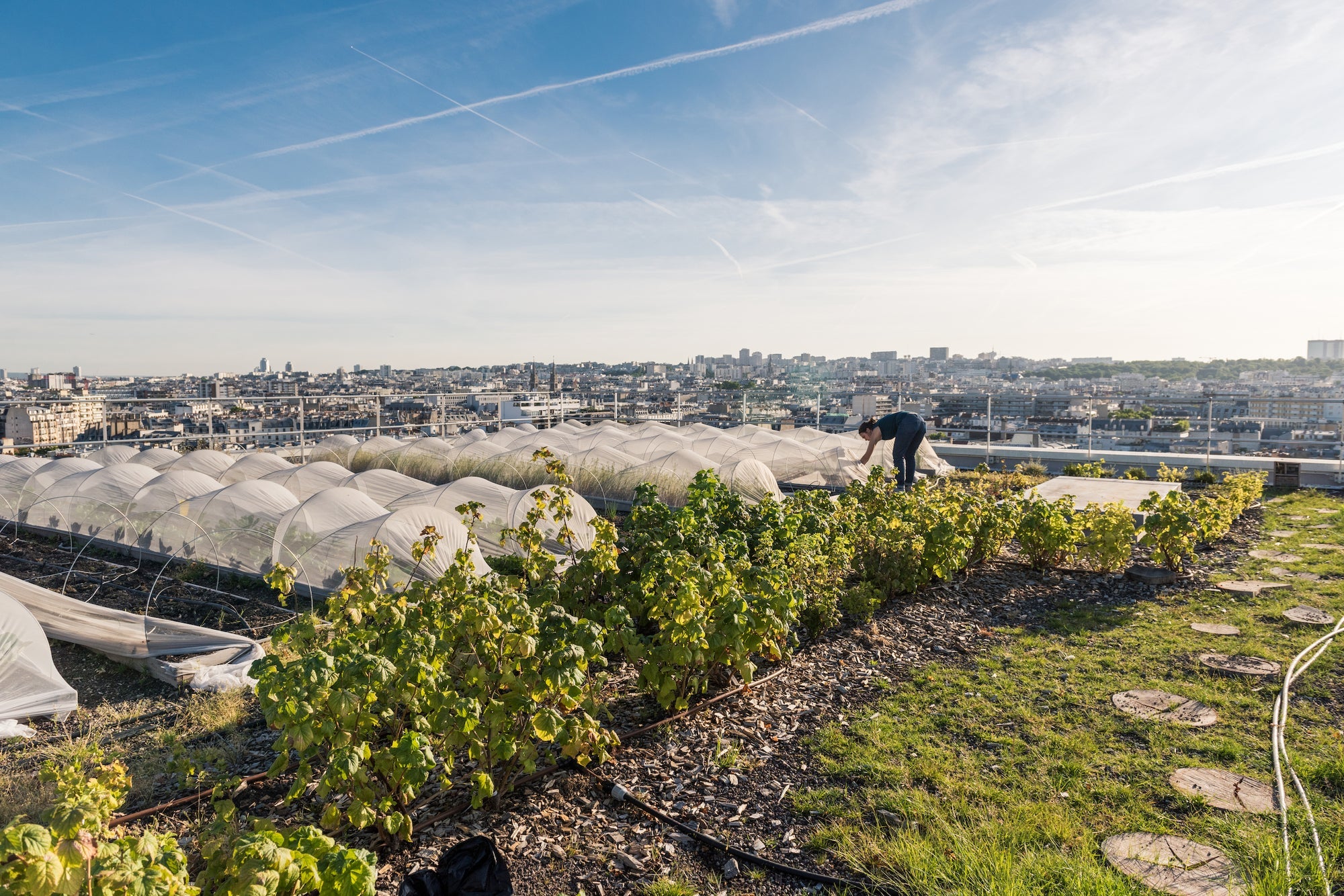 URBAN FARMERS THE NOW (AND HOW) OF GROWING FOOD IN THE CITY