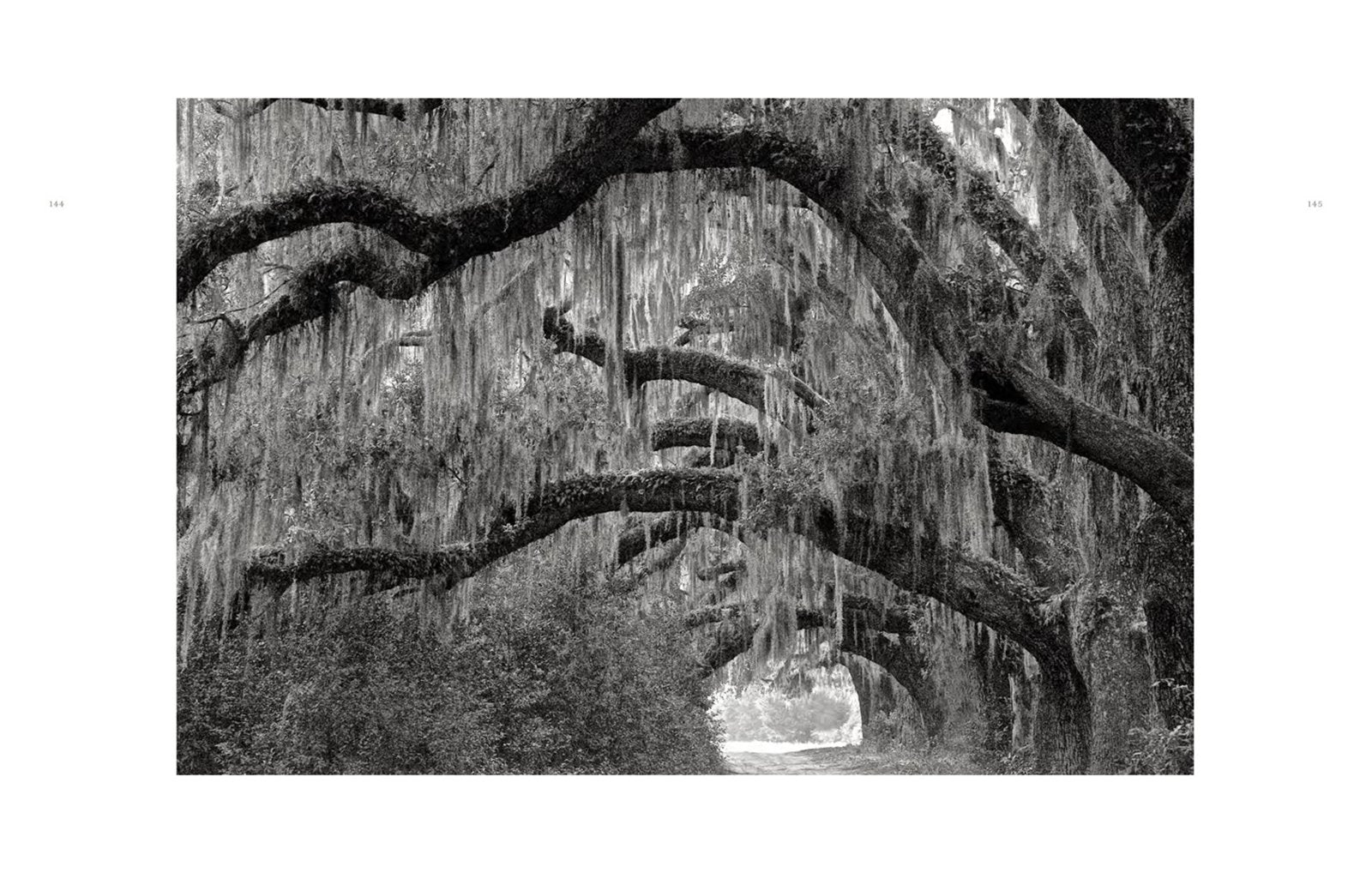 Wild Horses of Cumberland Island