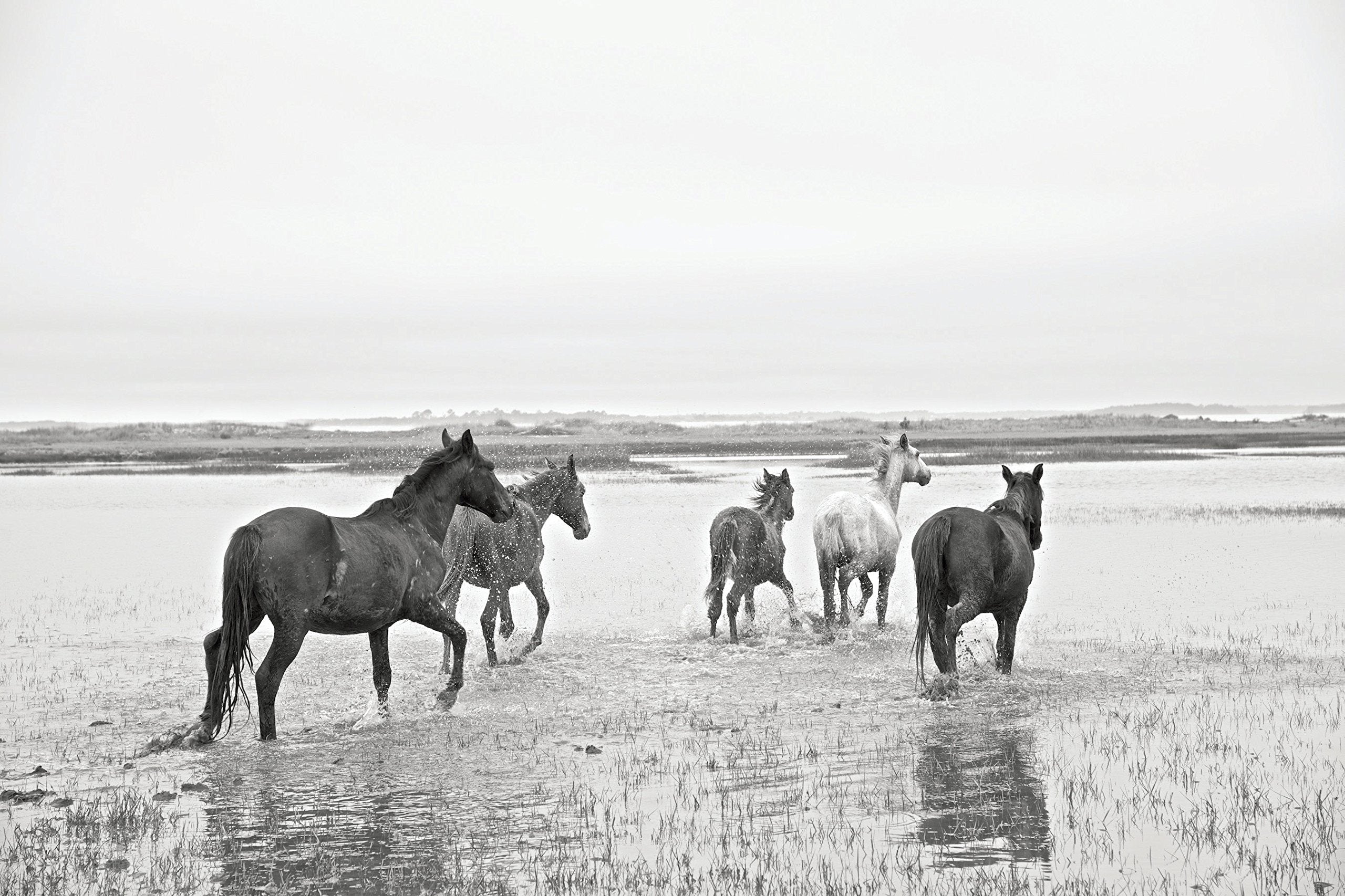 Wild Horses of Cumberland Island